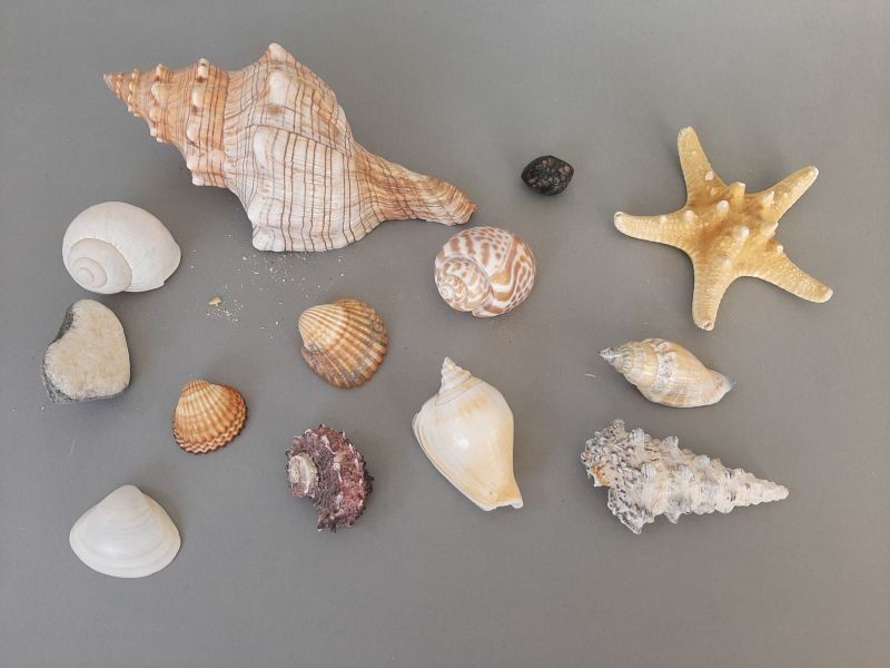 Fossiles: Schnecken/Muscheln – D'occasion à Oberengstringen par Goldhase01