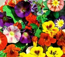 10 Samen von KLETTERBLUMEN MIX BUNT + Anweisungen zum Keimen