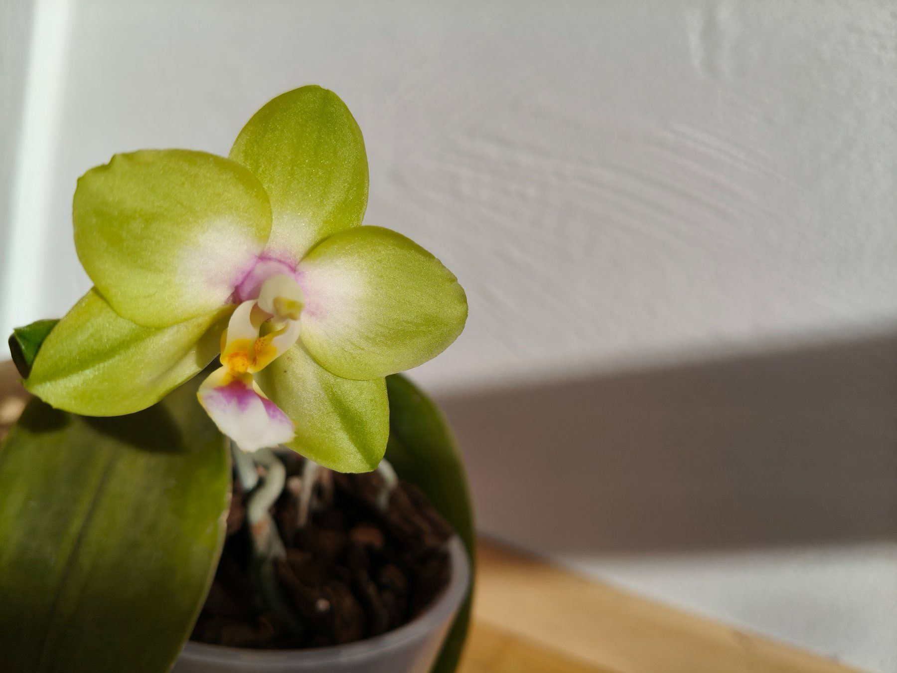 Piante & sementi: Phalaenopsis KS Viogold Green – Usato da Chamoson venduto da Yuriyaa 3