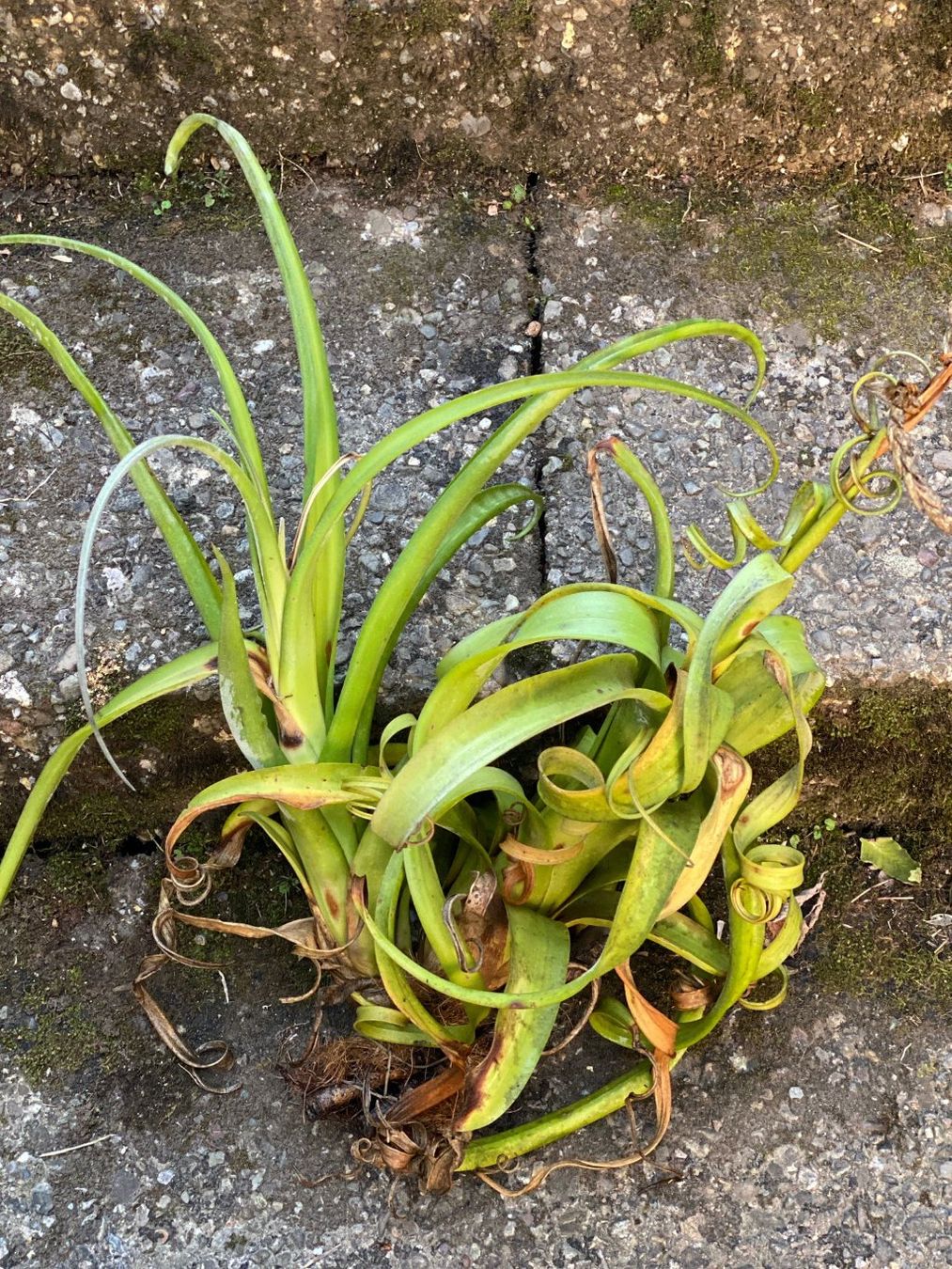 Piante & sementi: Tillandsia Curly Slim - Mutter- mit Tochterpflanze – Nuovo e nell'imballaggio originale da Adliswil venduto da astom369
