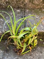 Tillandsia Curly Slim - Mutter- mit Tochterpflanze
