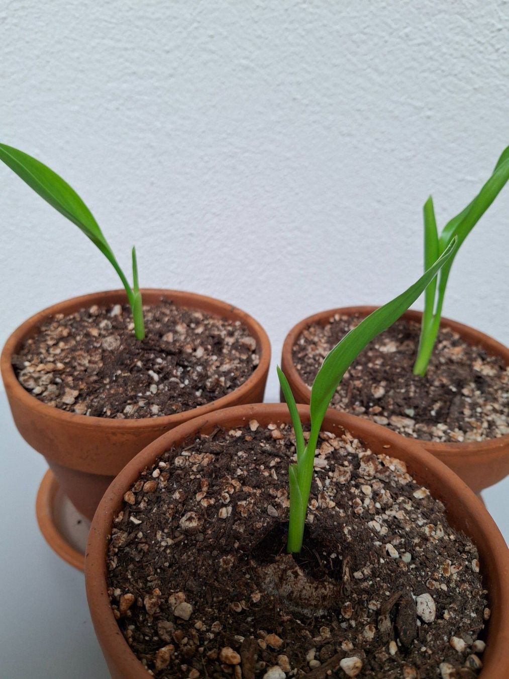 Piante & sementi: Junge Strelitzia reginae (Paradiesvogelblumen) – Nuovo (secondo la descrizione) da Ipsach venduto da Wildlifecolors 1