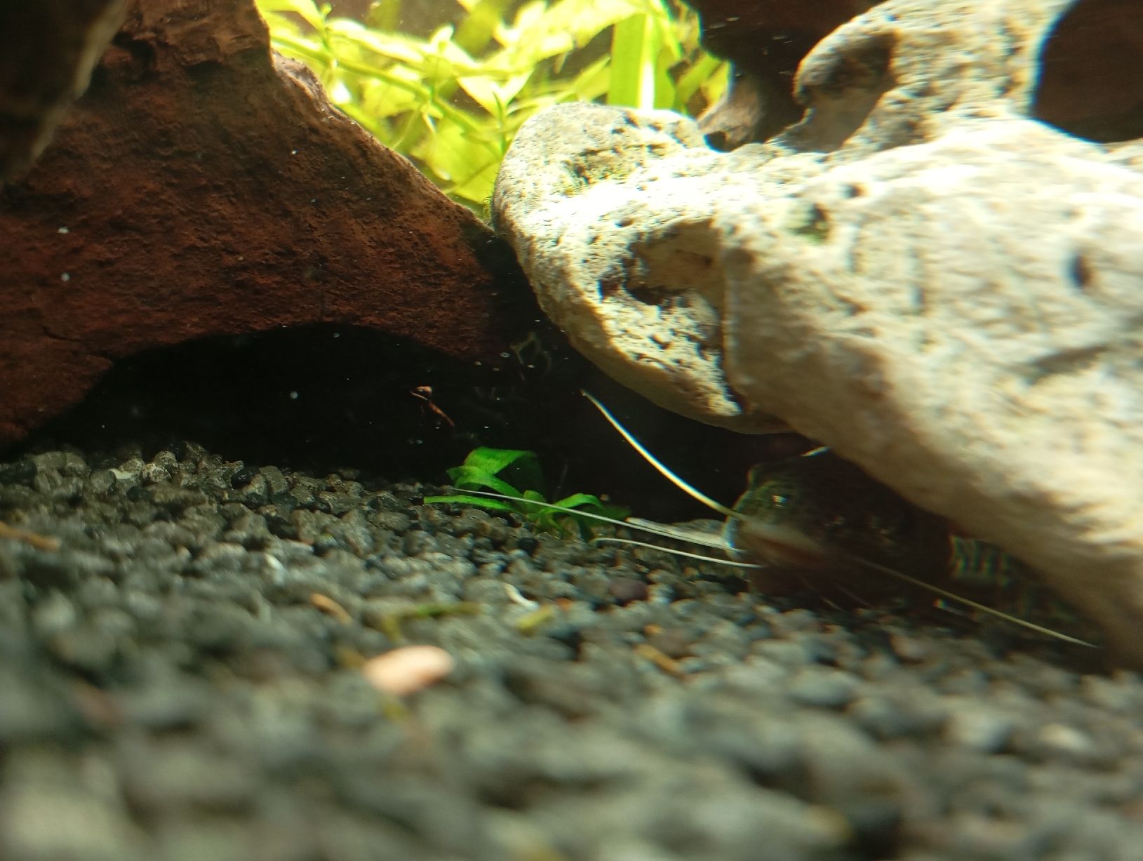 Acquari: Juwel Aquarium Rio180 – Usato da Stallikon venduto da Sweetie_1 5