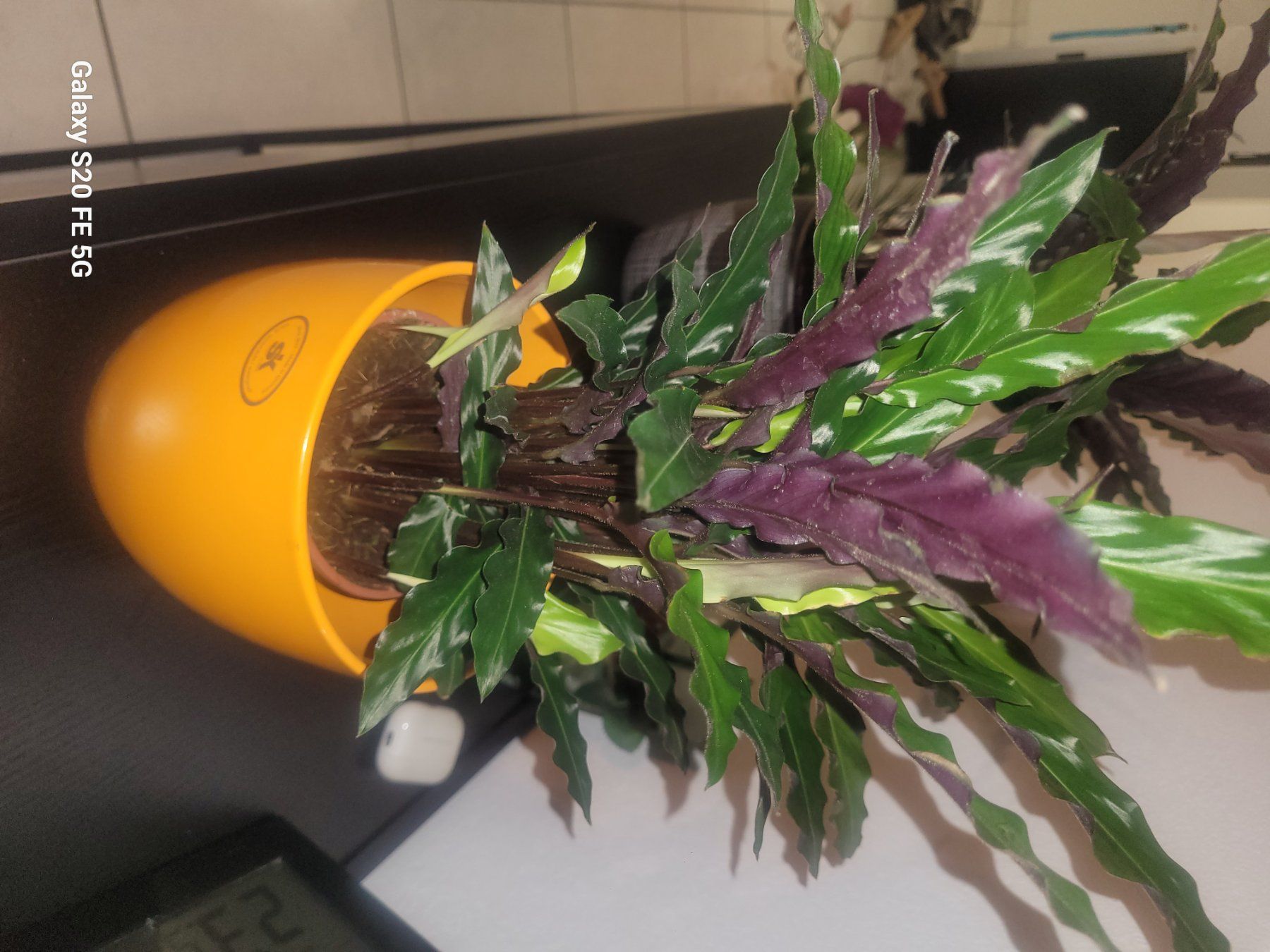 Pflanze Korbmarante Calathea in Topf, Zimmerpflanze (Neu und  originalverpackt) in Bassersdorf fr CHF 49  nur Abholung auf Ricardo  kaufen