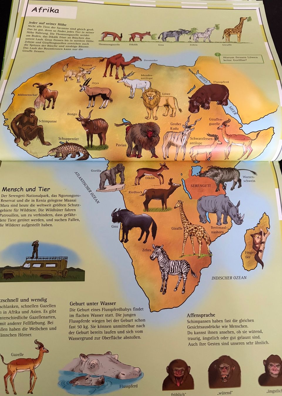 Libri: Kinderatlas ,,Tiere“ – Usato da Adliswil venduto da Myxin 5