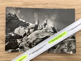 junges Steinwild Wengen 1956 AK