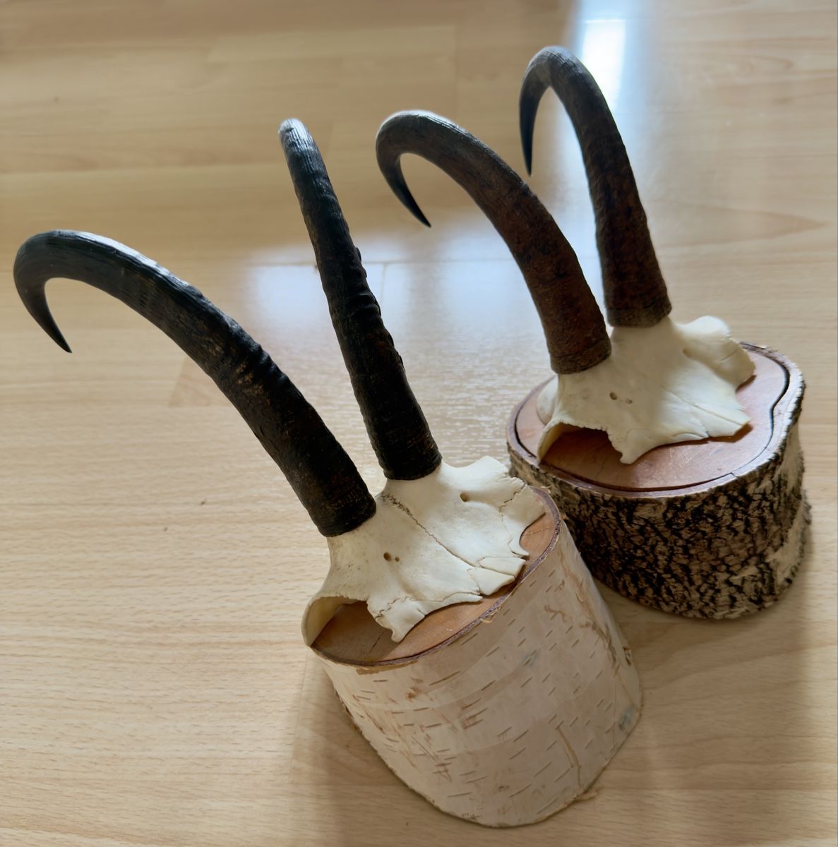 Il mondo degli animali: Walliser Gämse Schädel Trophäe auf Holzsockel – Usato da Widnau venduto da kustercarmen