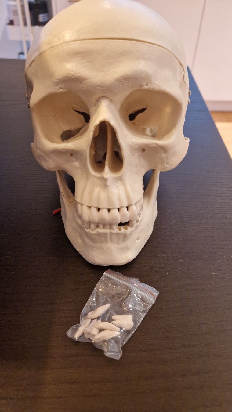 Figuren: Skelett lebensgross – Gebraucht aus Walenstadt von jan_dcn2 2