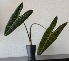 Alocasia longiluba, Lechuza Selbstbewässerungstopf