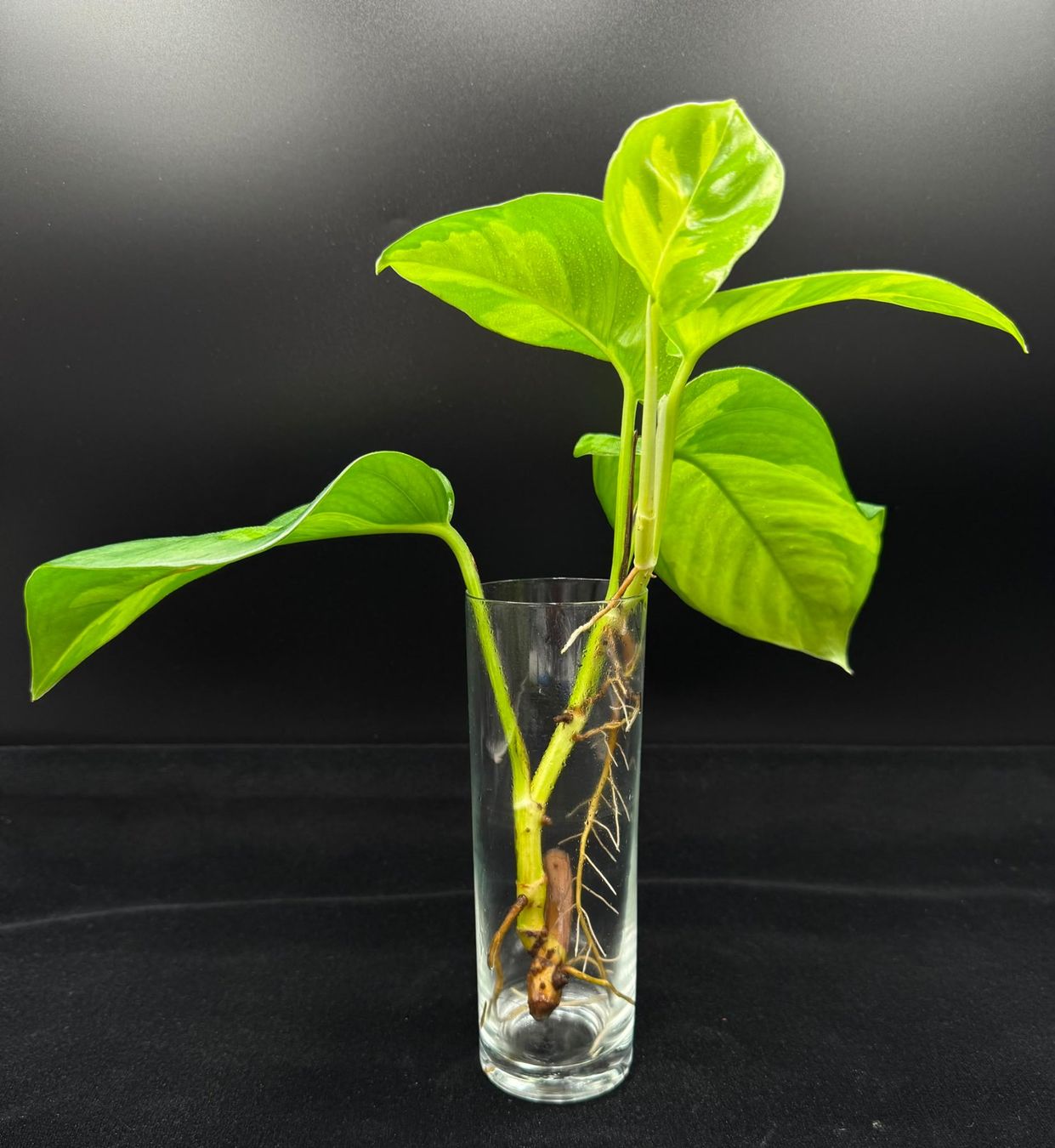 Piante & sementi: Epipremnum aureum 'Global Green' – Nuovo (secondo la descrizione) da Bühler venduto da googelibear 2