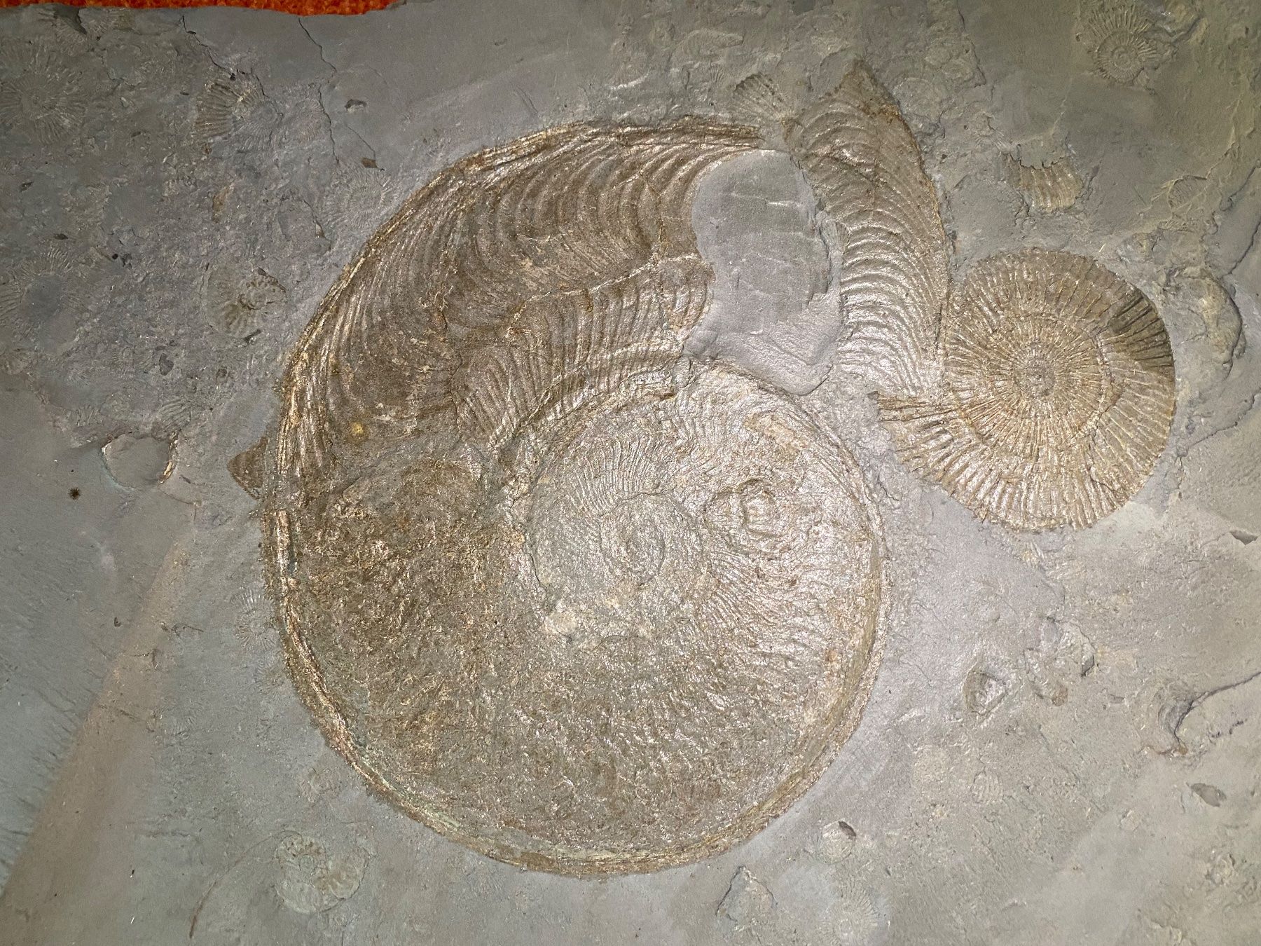 Fossiles: Fossilien – D'occasion à Weinfelden par MariaTG 1