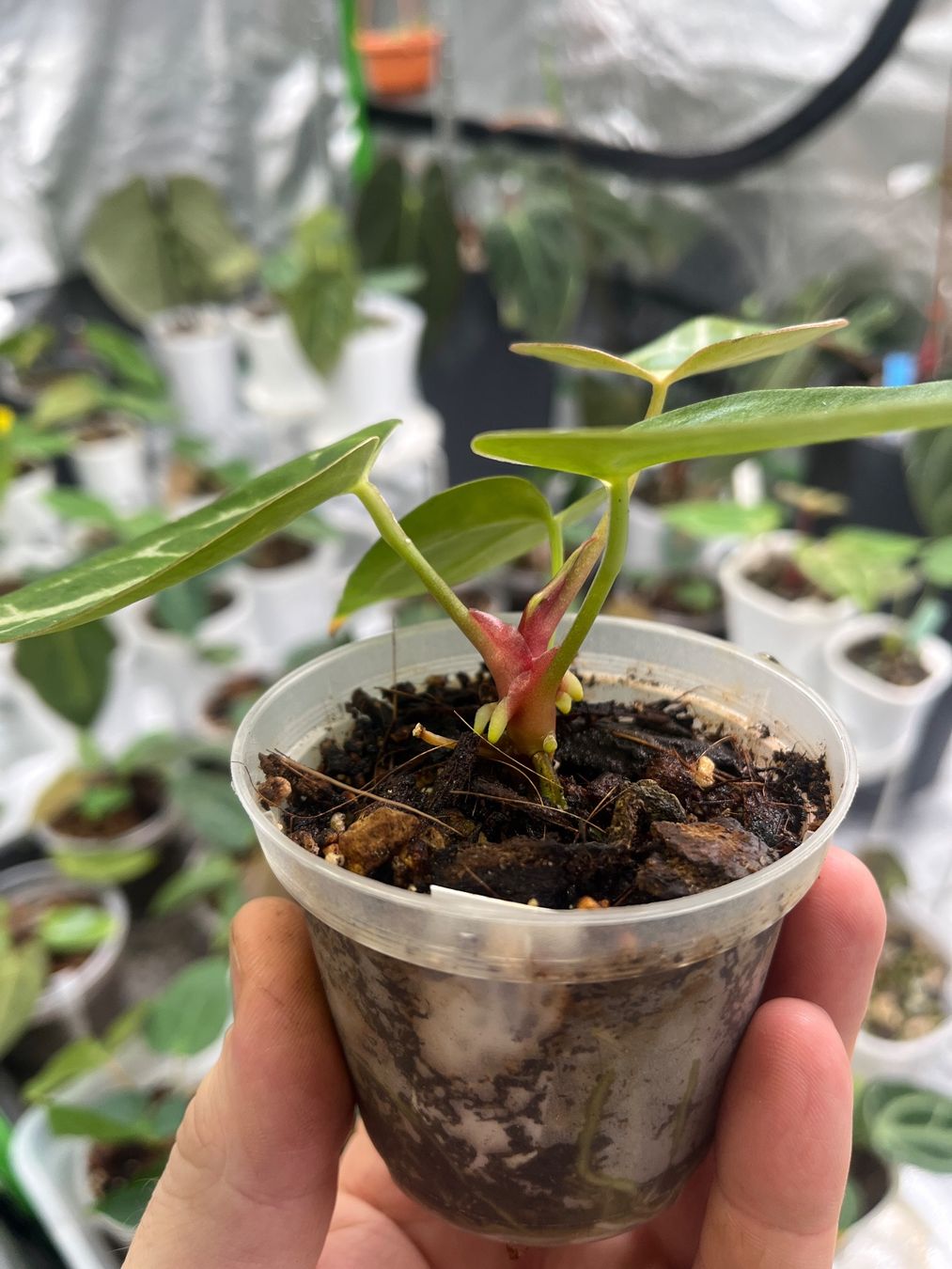Piante & sementi: Anthurium Crystallinum-Mix – Nuovo e nell'imballaggio originale da Gelterkinden venduto da pflanz_doch_was 2