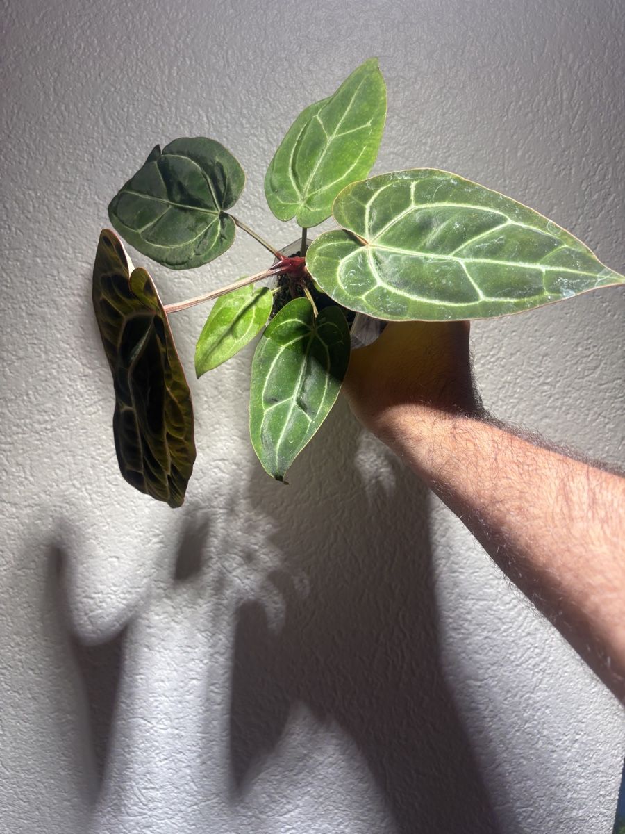 Plantes & graines: Anthurium Carlablackiae x noid  – D'occasion à Chézard-St-Martin par marcomix01 2