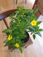 Safranmalve (Turnera Ulmifolia)