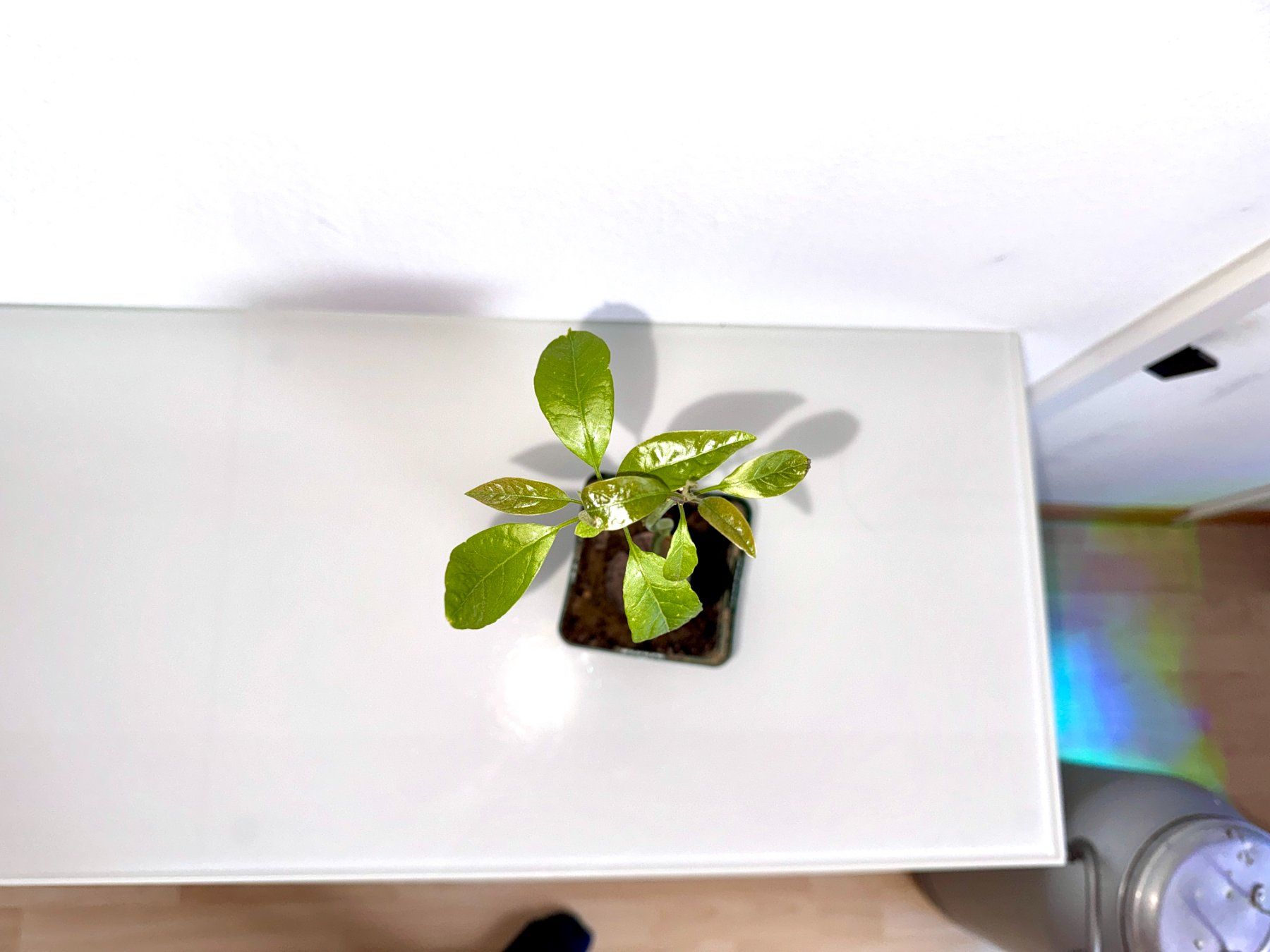 Plantes & graines: Avocado Baum (wiggle trunk) – D'occasion à Schlieren par Edgar_k 1
