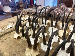 Gämse -Rehe