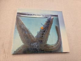 STARFISH - IN LOVE