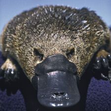 Profile image of Scottish_Blood