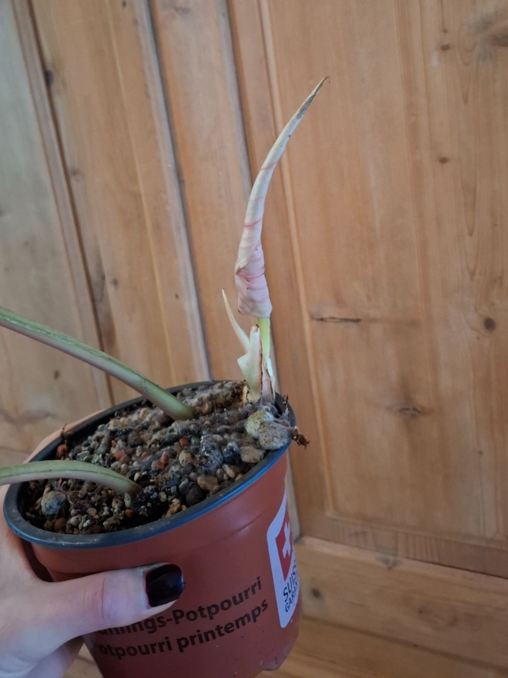 Plantes & graines: Philodendron Plowmanii – D'occasion à Hausen AG par Pflaenzlioase 1