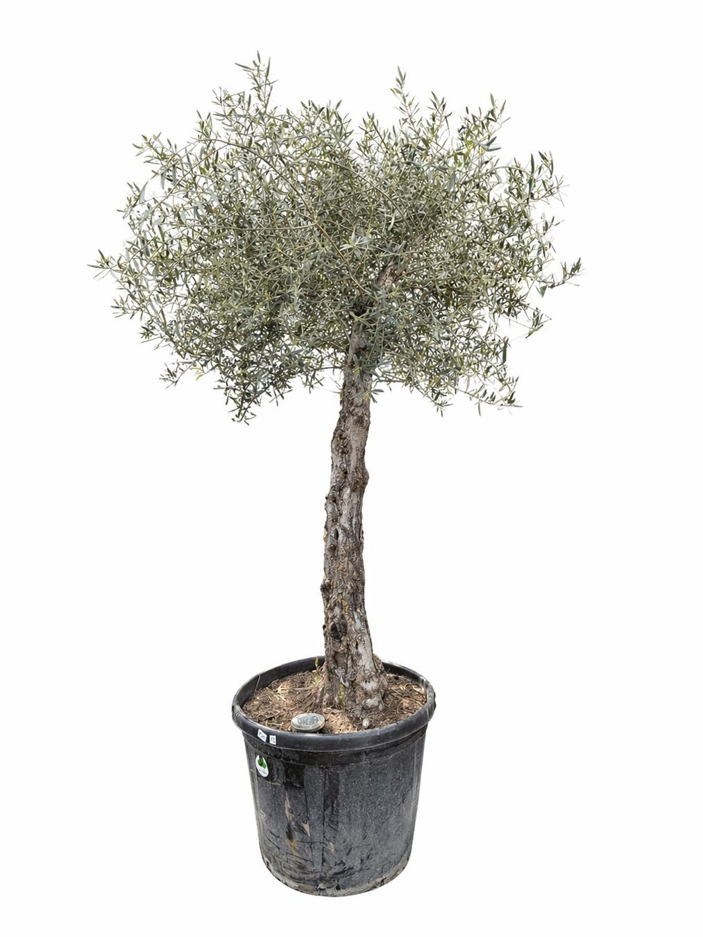 Plantes & graines: "Winterhart" Olivenbaum "Olea Europea 13" Versand möglich – Neuf (Voir description) à Zuckenriet par Thur_Plant