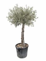 "Winterhart" Olivenbaum "Olea Europea 13" Versand möglich