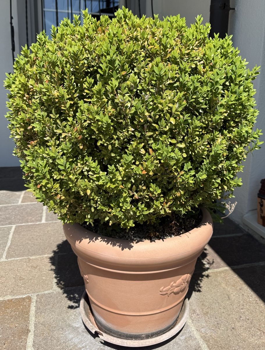 Piante & sementi: Buchskugeln mit Topf / buxus – Usato da Bassersdorf venduto da Buesler7 3
