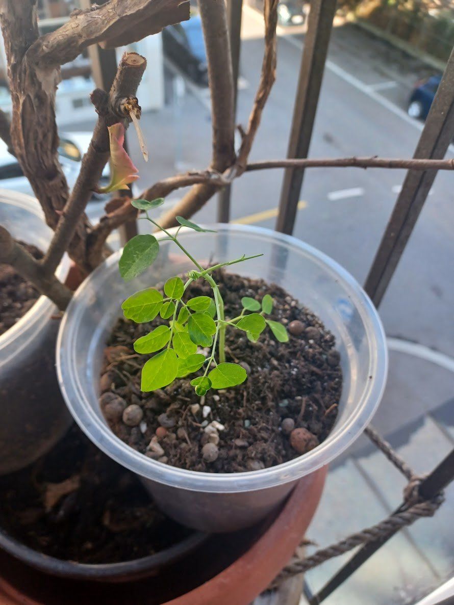 Plantes & graines: Moringa oleifera Baum - Exklusive in der Schweiz – Neuf avec emballage d'origine à Luzern par ivo_schild