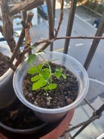 Moringa oleifera Baum - Exklusive in der Schweiz