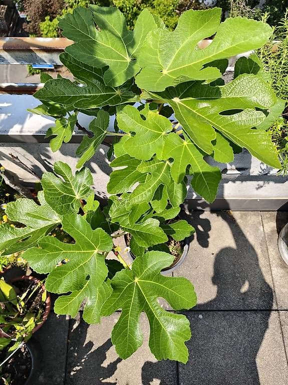 Piante & sementi: Feigenbaum – Usato da Basel venduto da ual_dnt2 1