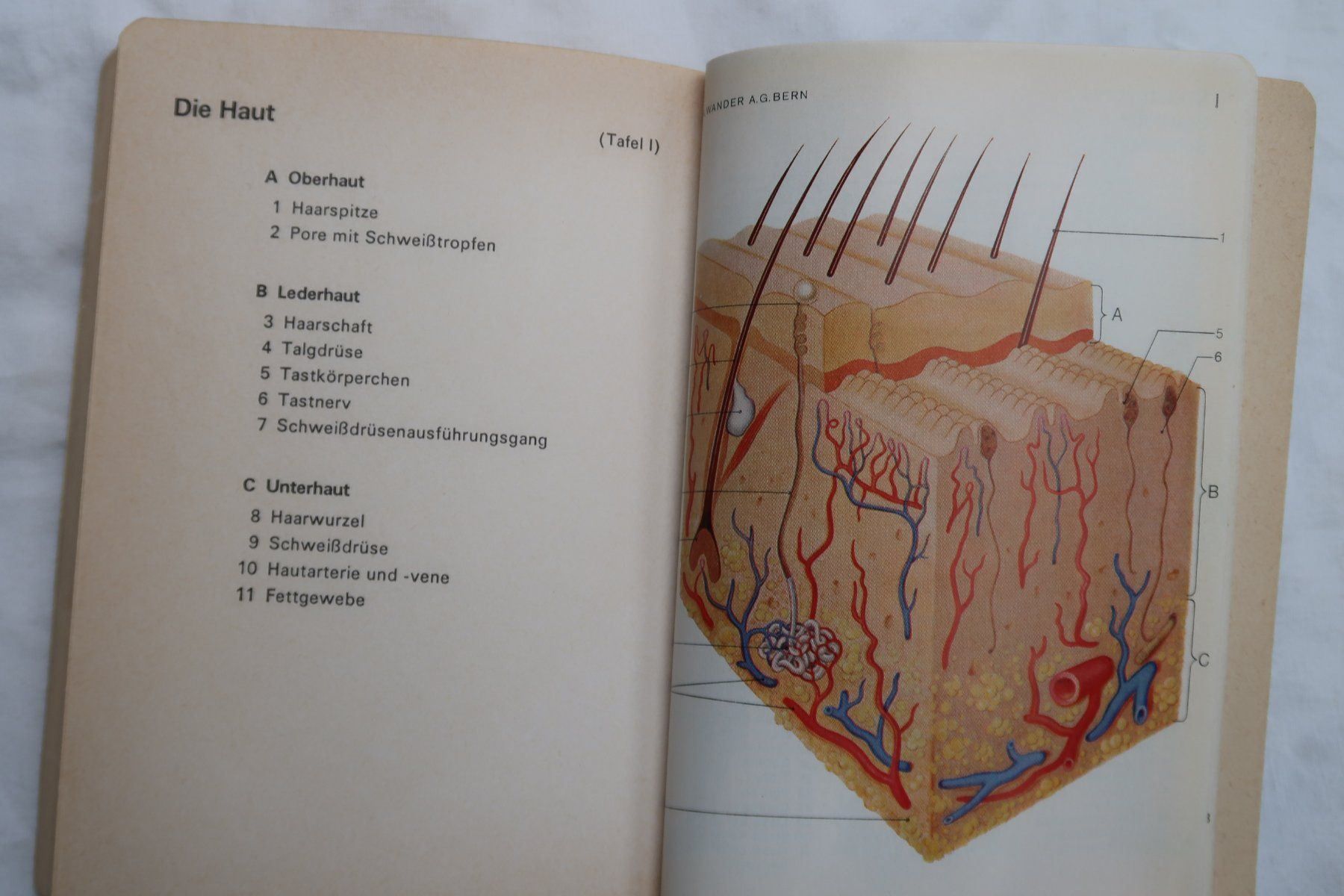 Libri: Reglement "Grundschule Sanitätsdienst" – Usato da Muttenz venduto da Laeckerlihamschter 4