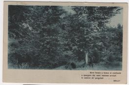 Ansichtskarte Bosco (Wald) Gelaufen mit Stempel Bellinzona