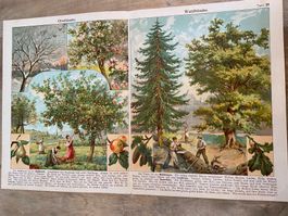 Bäume Vintage Schaubild 1923 antike Buchseite gefaltet