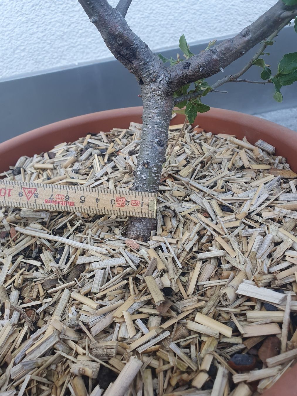 Pflanzen & Samen: Quercus suber, Korkeiche 2 Stück – Gebraucht aus Adligenswil von unterpalmen 7
