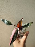 Philodendron Pink Princess Beautiful Pink Variegation 💕