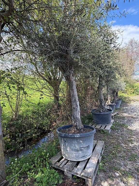 Pflanzen & Samen: Olivenbaum "Olea Europea 015 – Neu und originalverpackt aus Zuckenriet von Thur_Plant 1