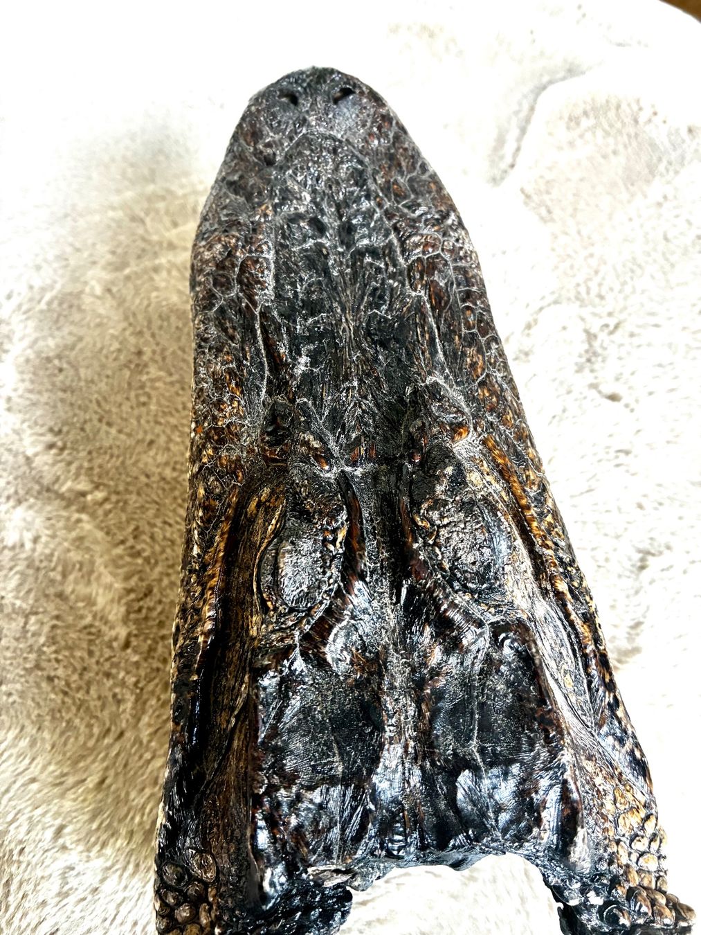 Il mondo degli animali: Krokodil Kopf..TOP präpariert..1A klasse.. – Nuovo (secondo la descrizione) da Weiach venduto da godsavethequeen 5