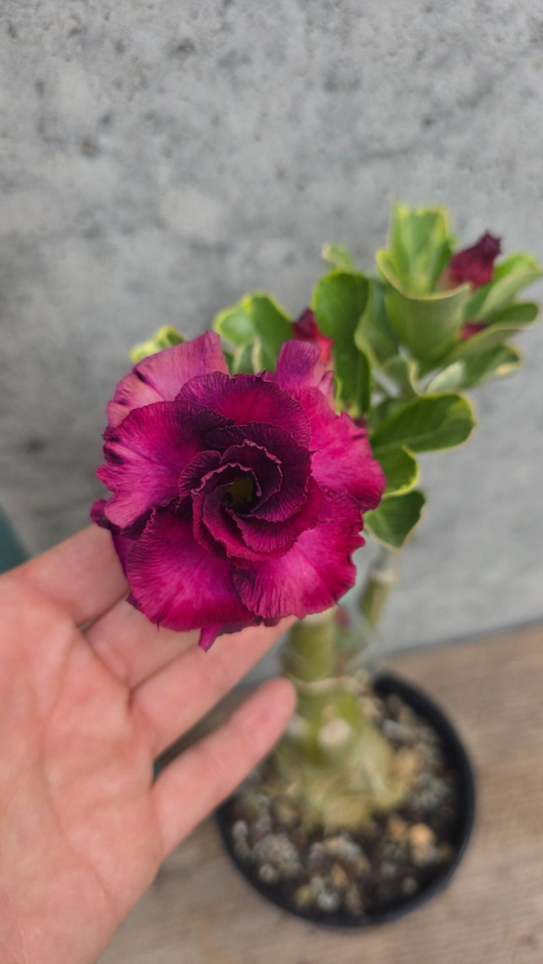 Piante & sementi: Adenium Variegata Violett – Nuovo (secondo la descrizione) da St.Erhard venduto da Plumilandschweiz