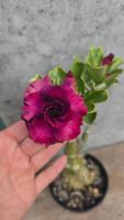 Adenium Variegata Violett