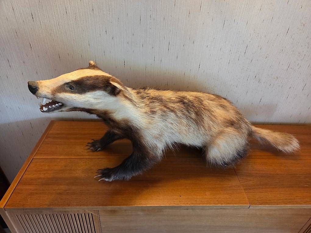 Monde des animaux: Dachspräparat – D'occasion à Zürich par linie5