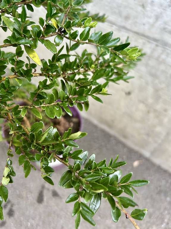 Plantes & graines: Immergrüne Heckenkirsche – D'occasion à Frauenfeld par Irene.Schuppli 3