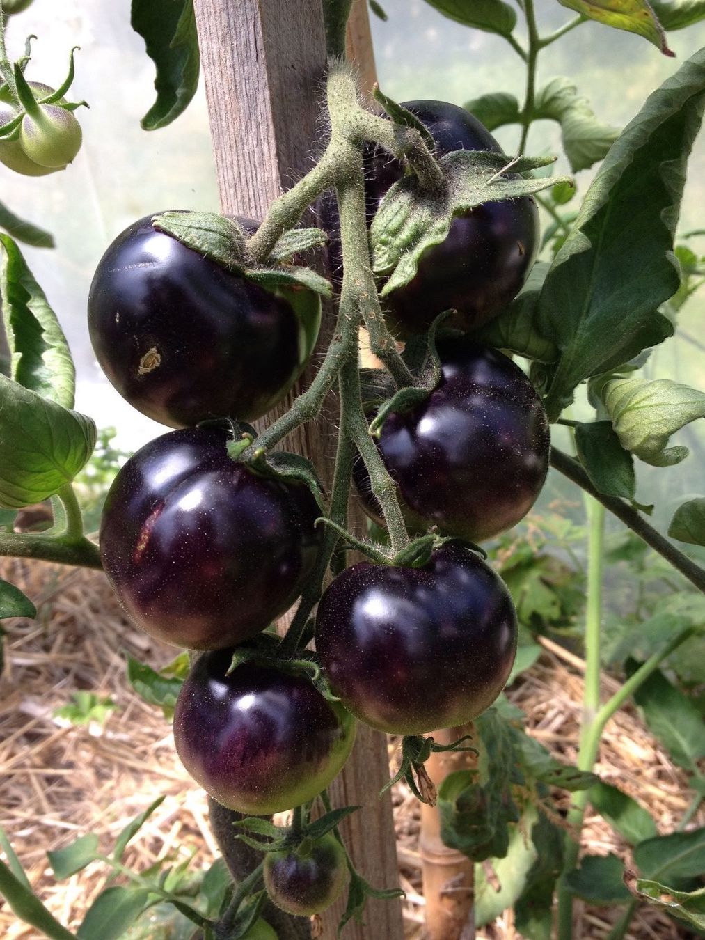 Piante & sementi: 50 Samen schwarze Tomate INDIGO ROSE – Nuovo (secondo la descrizione) da Ehrendingen venduto da VerveinaSamen 5