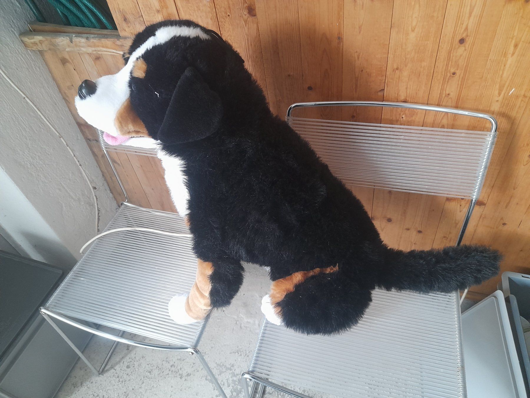 Giocattoli: Grosser Berner Sennenhund Plüsch – Usato da Lustmühle venduto da chevi03 2