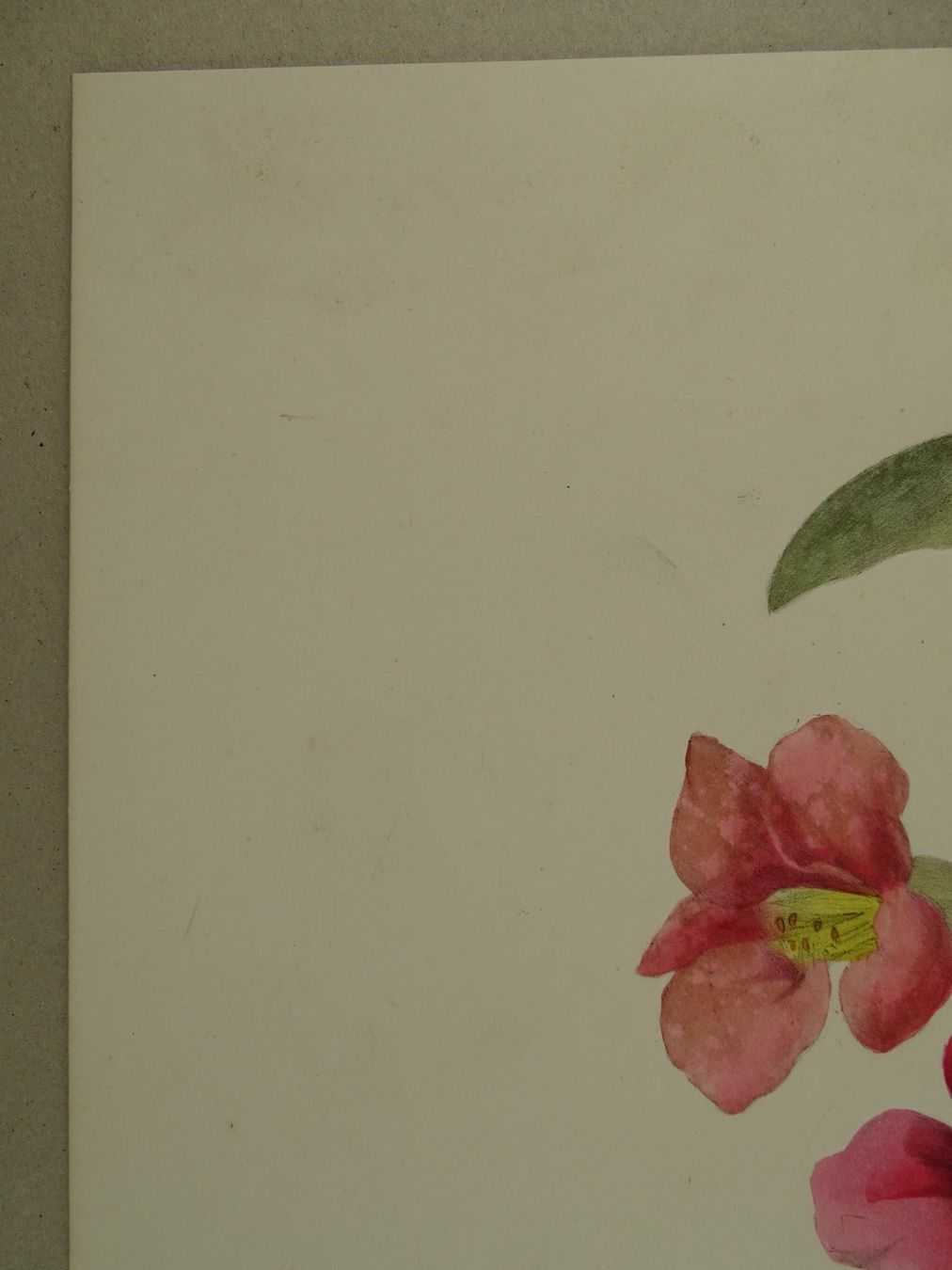 Stiche: FLEUR, BLUME, LITHOGRAPHIE UM 1850 – Gebraucht aus Grüningen von Kartensammler 3