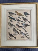 Vogeltafel, ornithologische Tafel - antiker Stich