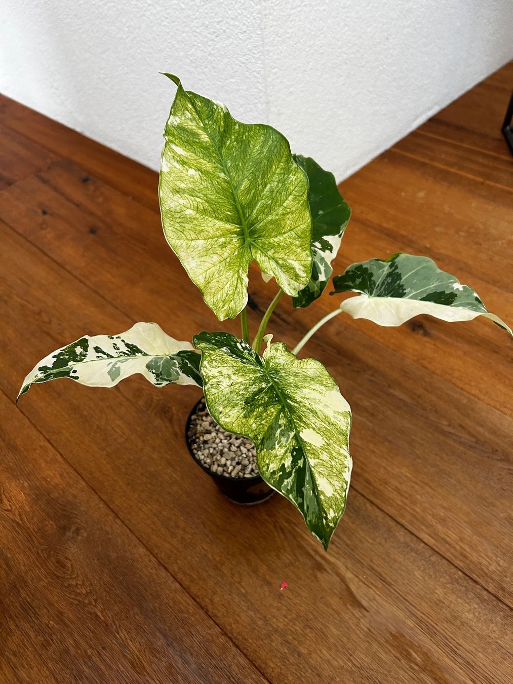 Plantes & graines: Alocasia macrorrhiza variegata mint – D'occasion à Wattwil par Mikesplantshop 2