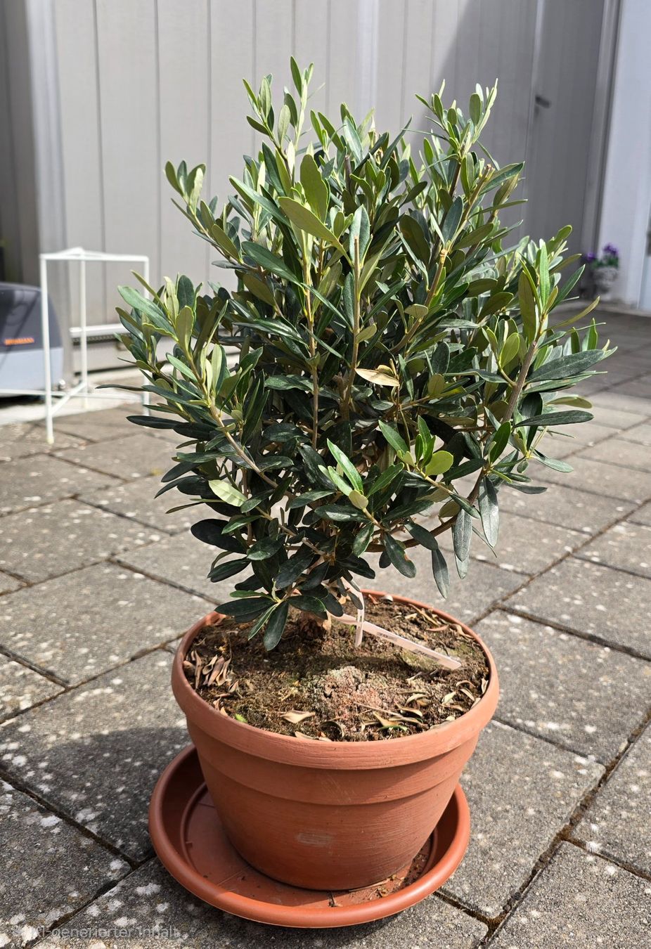 Pflanzen & Samen: Schöner Kleiner Olivenbaum – Gebraucht aus Aarburg von popkorn65 4