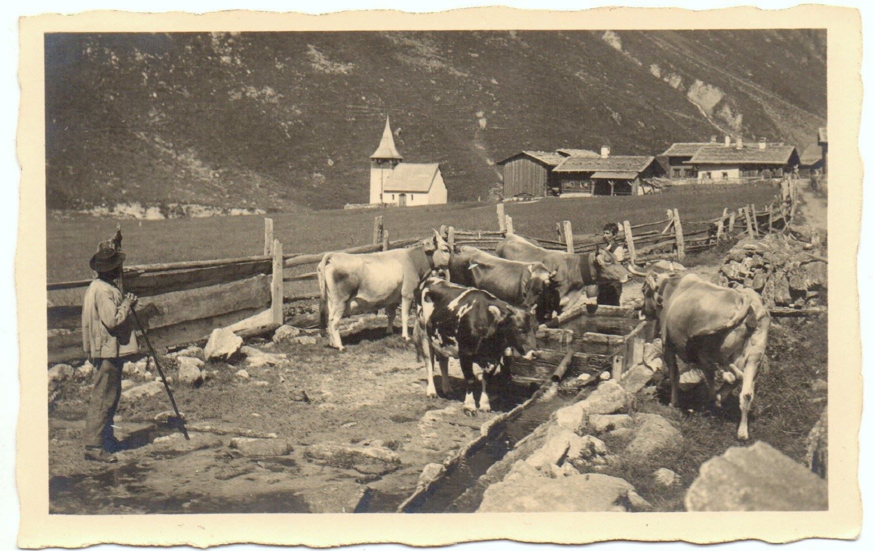 Cartoline postali: DAVOS-SERTIG-DÖFLI Kühe an der Tränke – Usato da Jona venduto da philajona