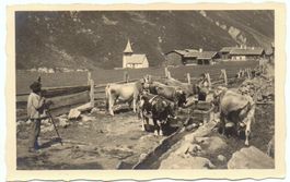 DAVOS-SERTIG-DÖFLI Kühe an der Tränke