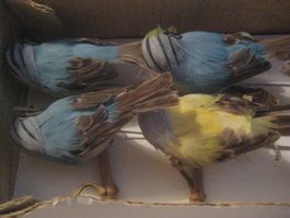 VÖGEL  ZUM  BASTELN