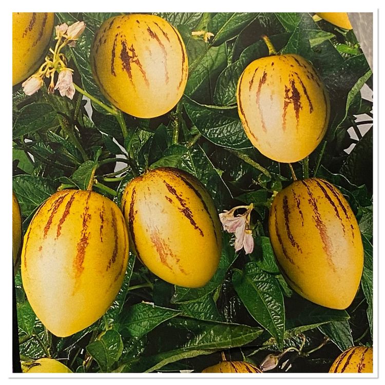 Melonenbirne Pepino Gold Pflanze Kaufen auf Ricardo